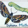 In addition to creating an invasive species and weed library I installed signs  to help fellow community gardeners identify caterpillars and their corresponding butterflies or moths. 