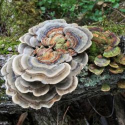 <em>Trametes versicolor </em> Turkey tail is one of the most common mushrooms in North American woods,