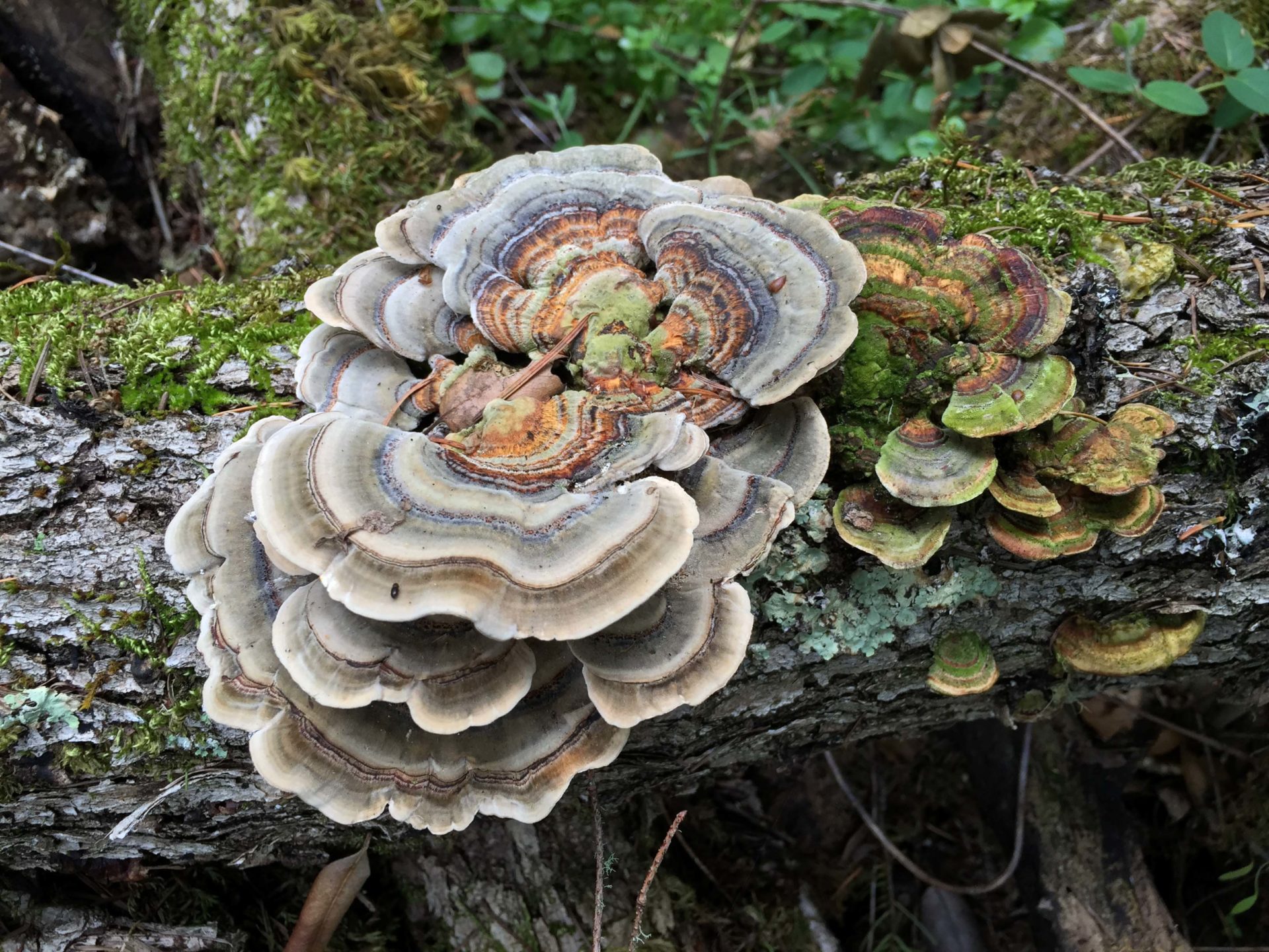 Mycological Strategies for Surviving