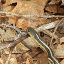 A garter snake thriving in fallen leaves and sticks.