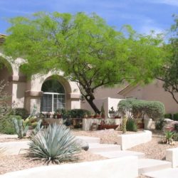 Figure 2. An example of a Phoenix yard landscaped with palo verdes (Parkinsonia florida), mesquites (Prosopis spp), and other desert vegetation.
