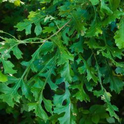 Some herbicide drift injury can be subtle, like the unnatural elongation, or “strapping,” of these burr oak (Quercus macrocarpa) leaves. It can be helpful to compare your observations with reference images of normal leaf shapes. Photo credit: Martin Kemper, Prairie Rivers Network.