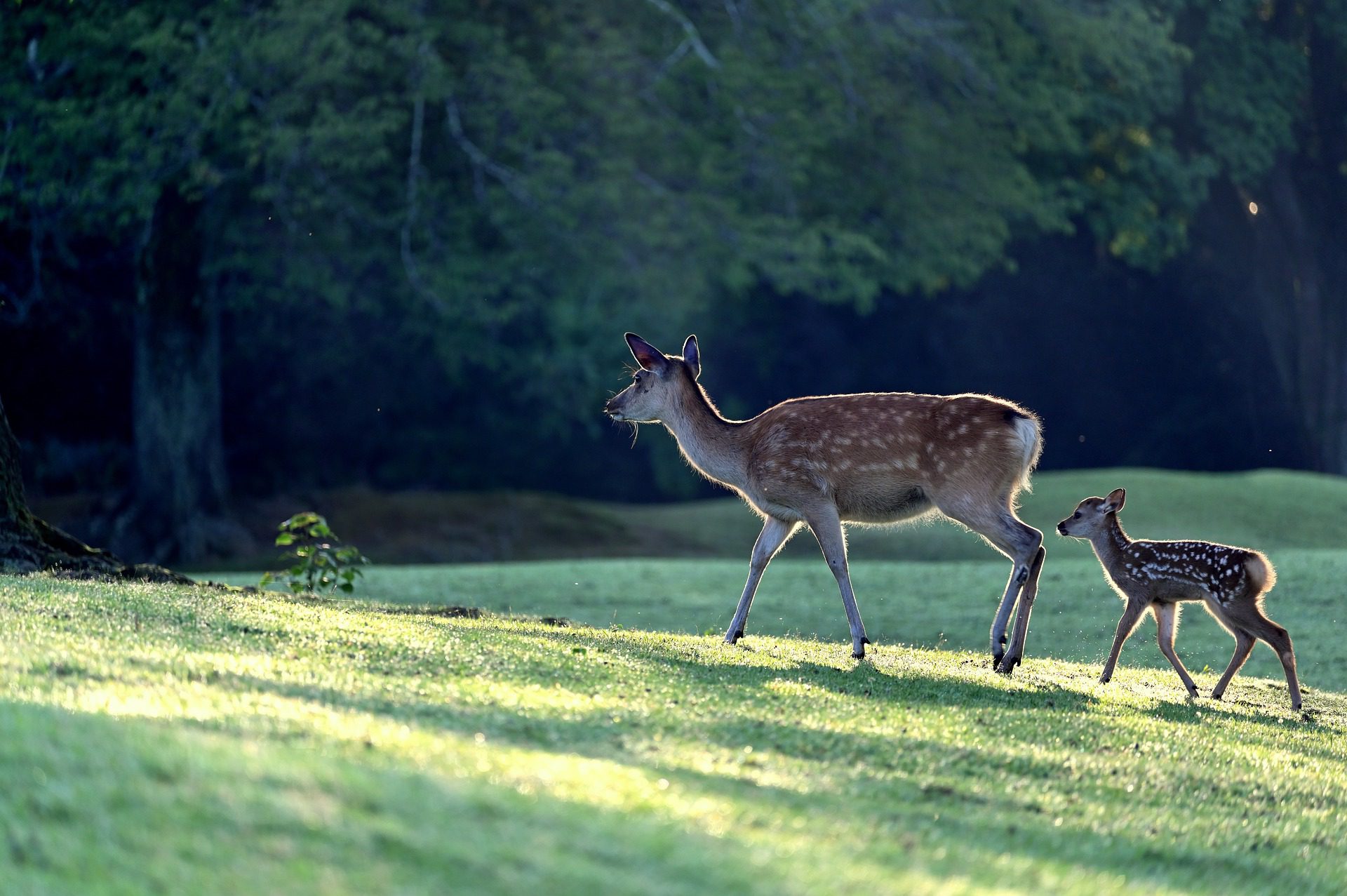Eco-Answers from the Pros: Will Deer Repellent Repel Native Insects?