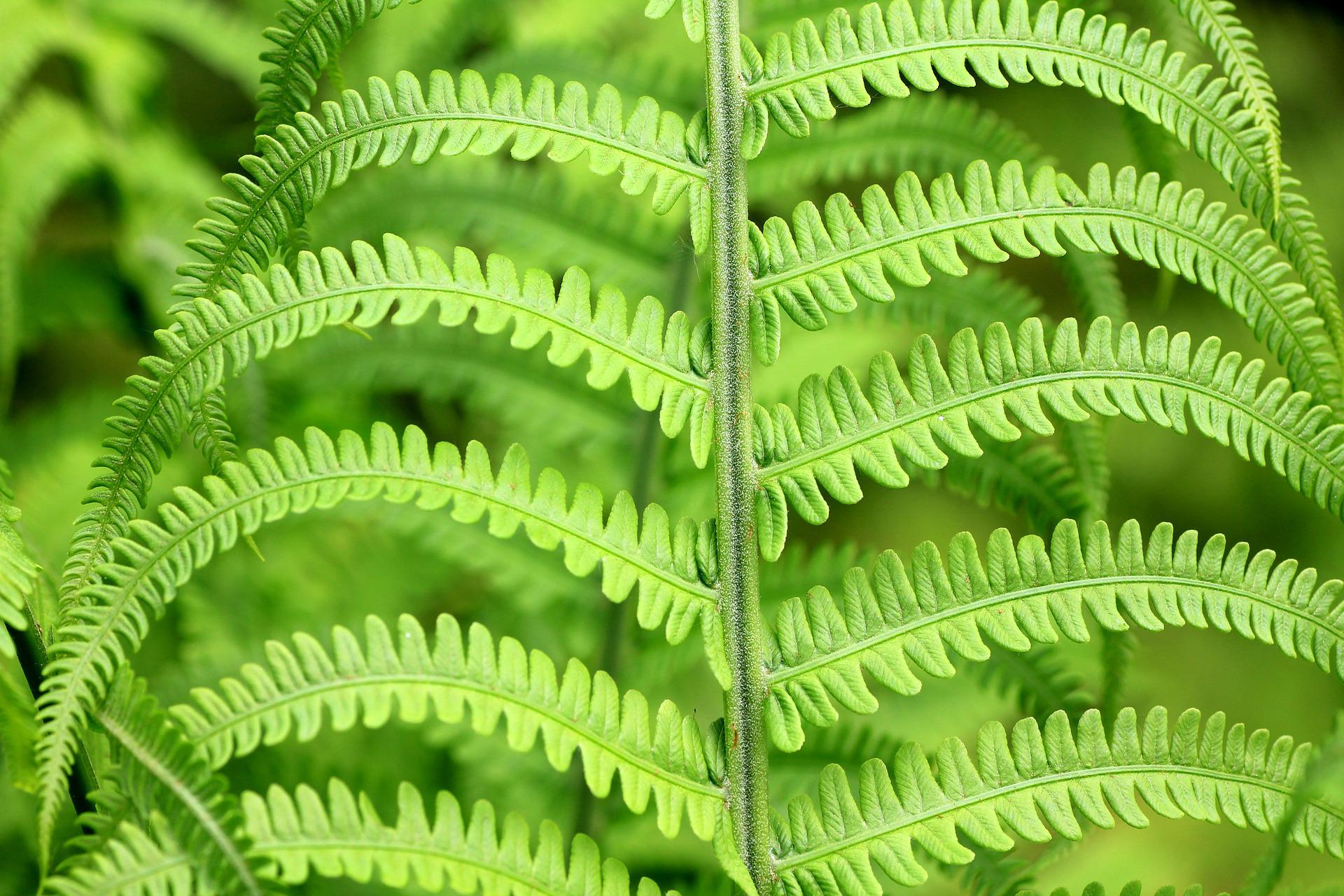 Eco Answers from the Pros: Replacing Runaway Ferns with Native Habitat