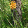 platanthera_ciliaris.orange_fringed_orchid2